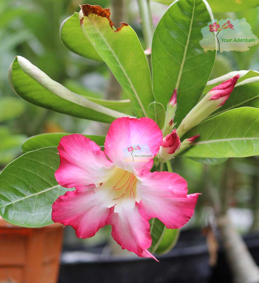 heavy blooming single petal adenium pink flower plant 1 single petal adenium pink flower plant