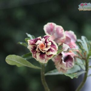 Yellow & Brown Double Petal Adenium Flower
