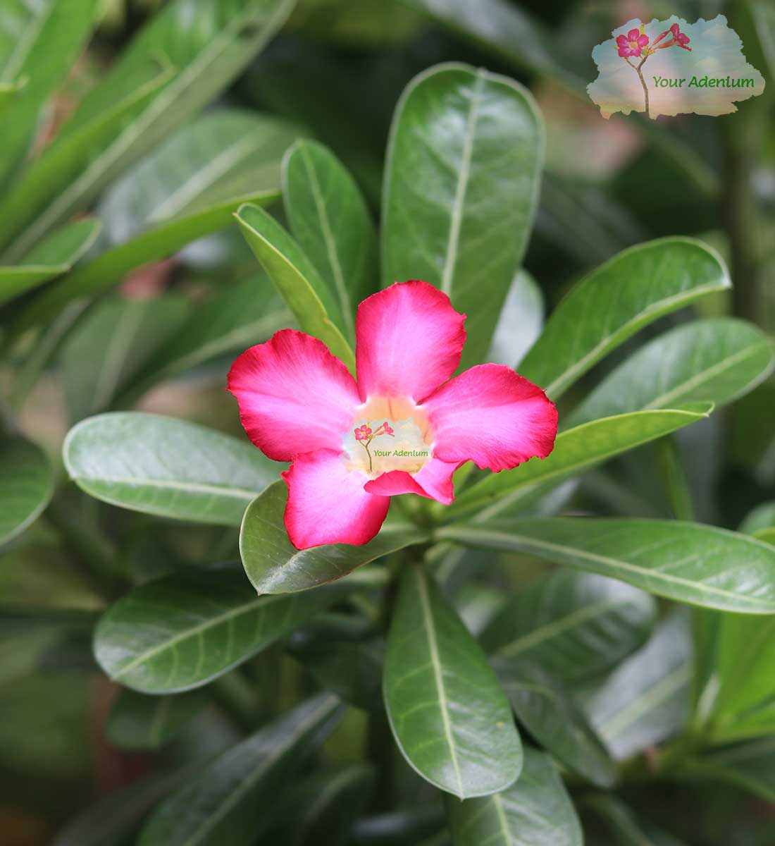 heavy blooming single petal adenium pink flower plant 2 single petal adenium pink flower plant