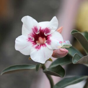 single petal adenium plant with white & dark pink shade