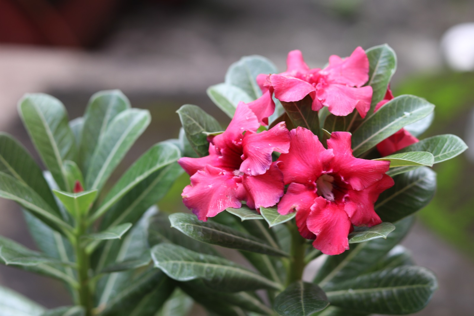 Shop Adenium Plants Online | Single & Double Petal Varieties | YourAdenium