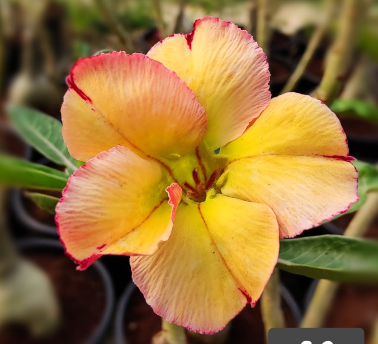 rare yellow single petal adenium with red edge – beautiful desert rose plant for garden 1 yellow red border single petal
