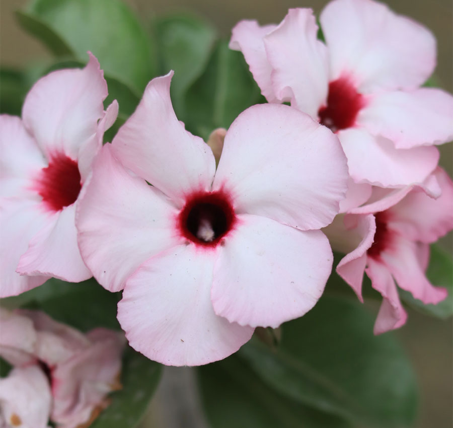 light pink single petal adenium swazicum with a dark red center 2 single petal rare light pink adenium swazicum with dark red center