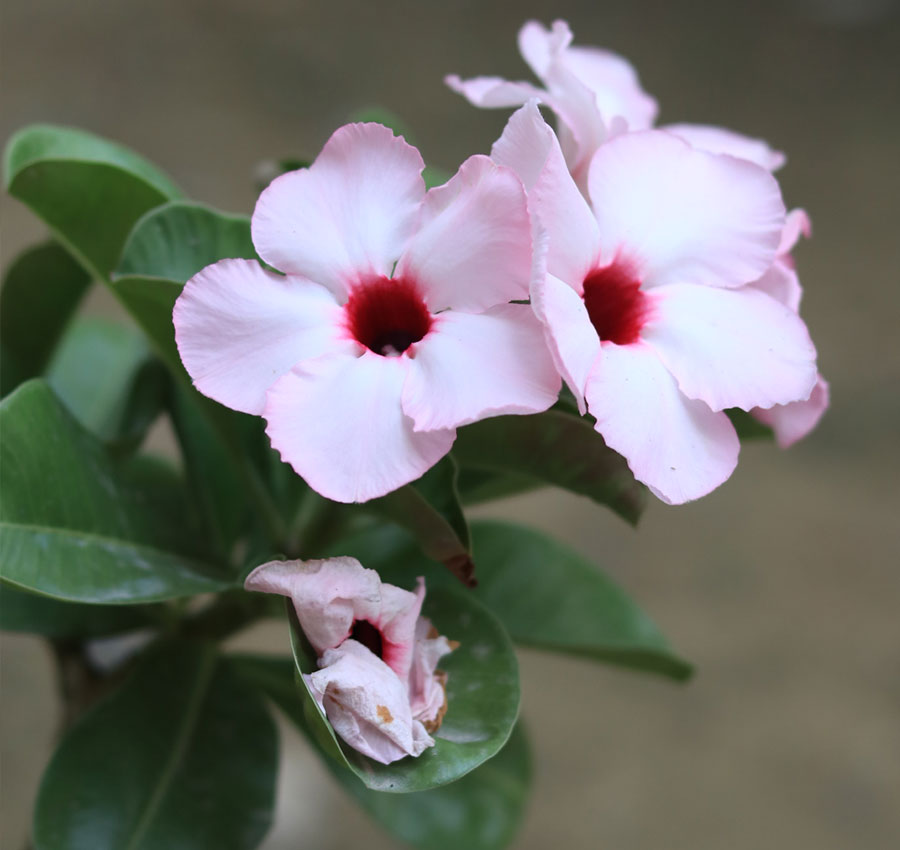 light pink single petal adenium swazicum with a dark red center 1 light pink single petal adenium swazicum with a dark red center