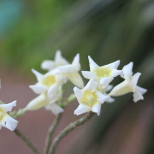 Single Petal Adenium ‘Popcorn Lemon White’