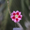 Radiant Pink & Red Single Petal Adenium