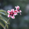 Single Petal Dark Pink, White & Purple Adenium Flower plant