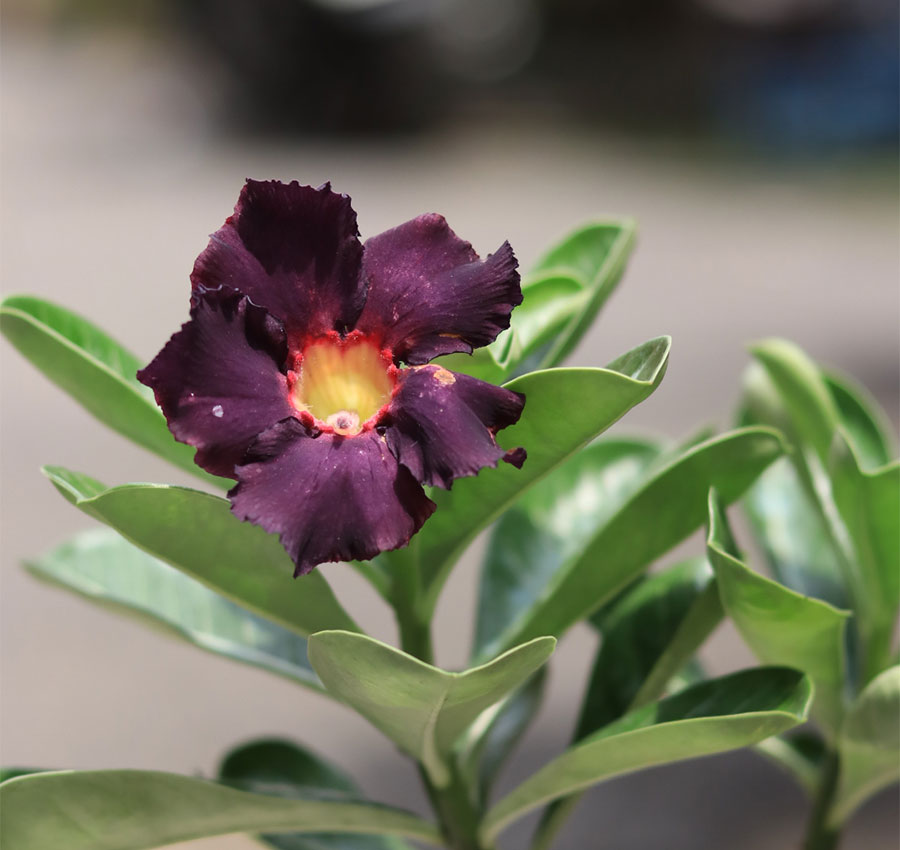 buy dark purple adenium online – rare & exotic desert rose 1 dark purple adenium