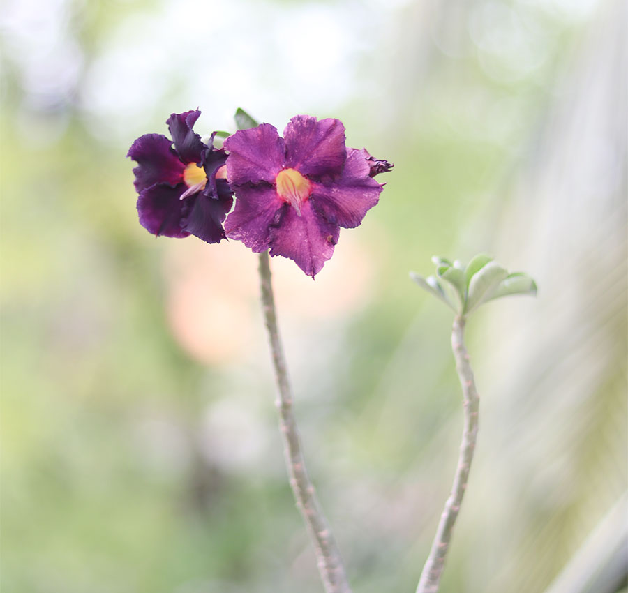buy dark purple adenium online – rare & exotic desert rose 3 single petal dark purple adenium