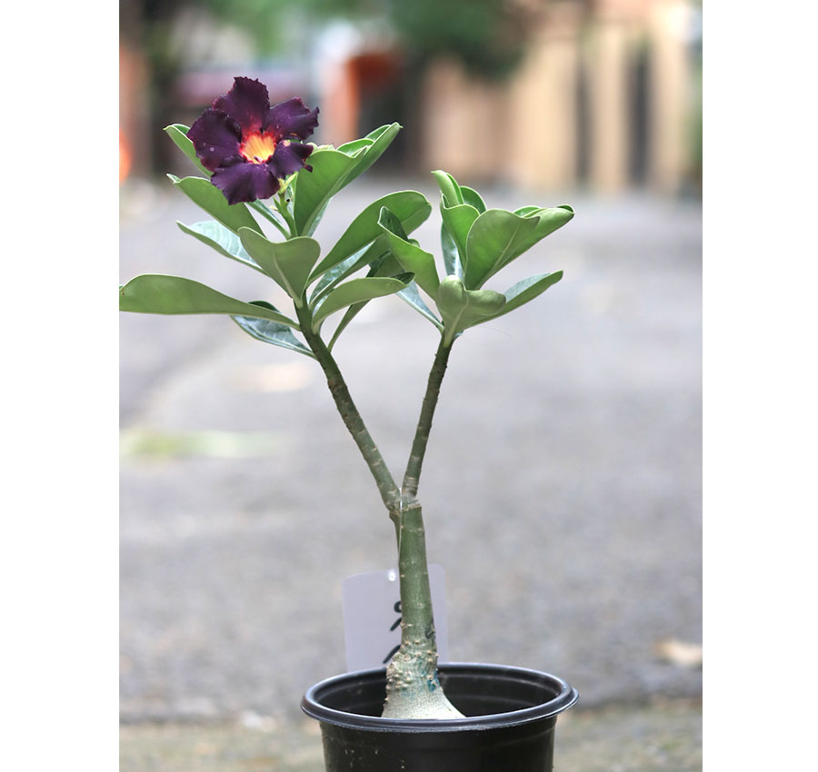 buy dark purple adenium online – rare & exotic desert rose 2 dark purple single petal adenium