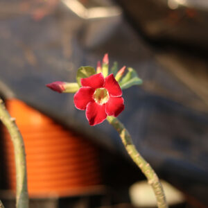 home 34 single petal red with white border adenium