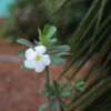 white single petal Adenium flower