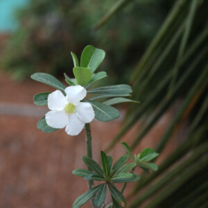 white single petal Adenium flower