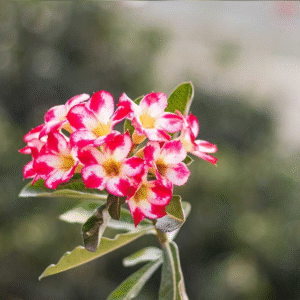 home 30 single petal red with white transition adenium