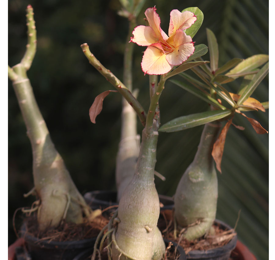 rare yellow single petal adenium with red edge – beautiful desert rose plant for garden 3 yellow single petal adenium flower with a red edge