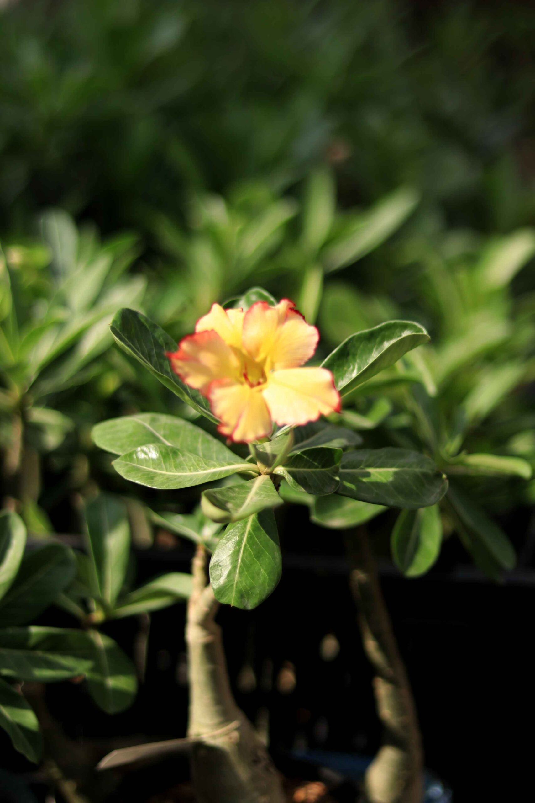rare yellow single petal adenium with red edge – beautiful desert rose plant for garden 2 yellow red petal adenium