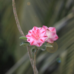 Star-crease double petal pink Adenium