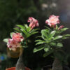 Thu Hong 2 Vietnam variety adenium
