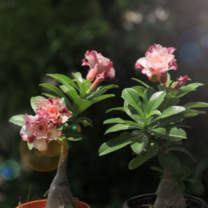 Thu Hong 2 Vietnam variety adenium