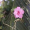 double petal vivid pink adenium