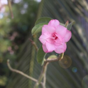 double petal vivid pink adenium