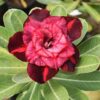 id colorful Double petal adenium red