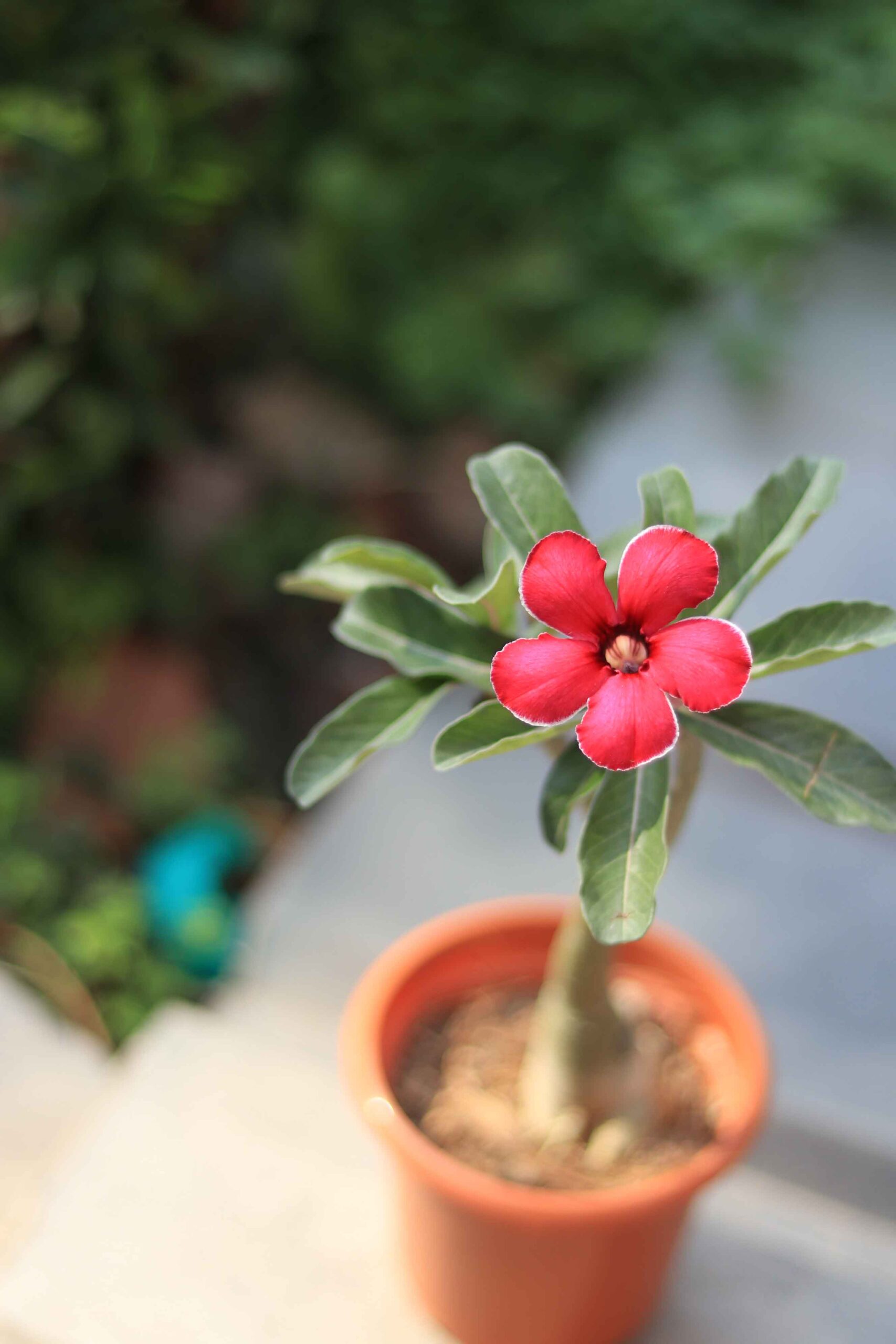 single petal red adenium flower plant with white border – id: akira 1 single petal red adenium flower plant id akira