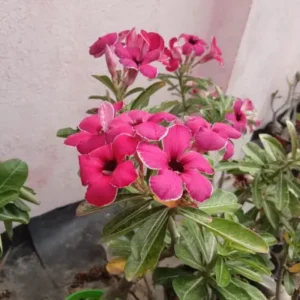 adenium obesum akira single petal hot pink white border image
