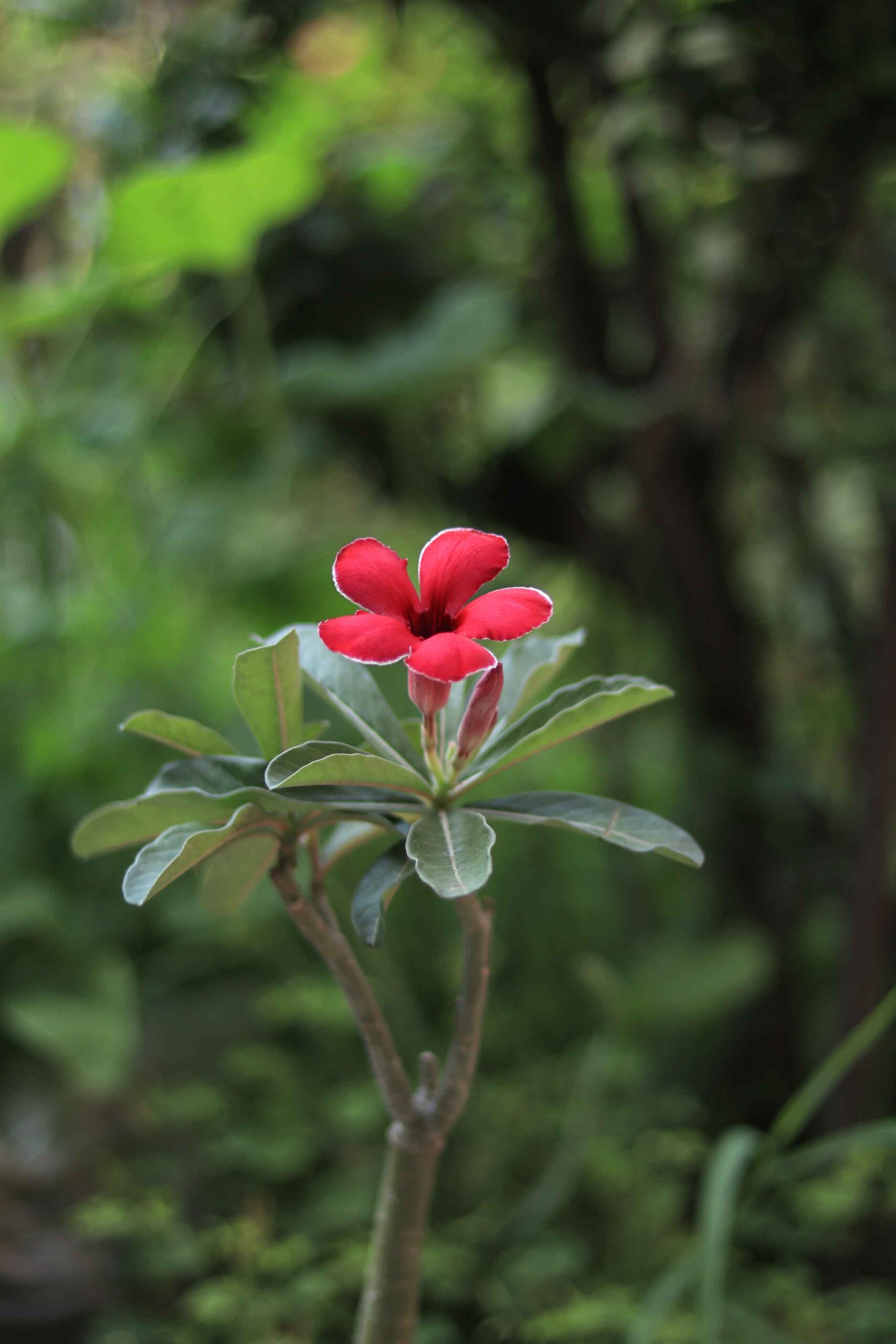 single petal red adenium flower plant with white border – id: akira 2 single petal red adenium flower plant