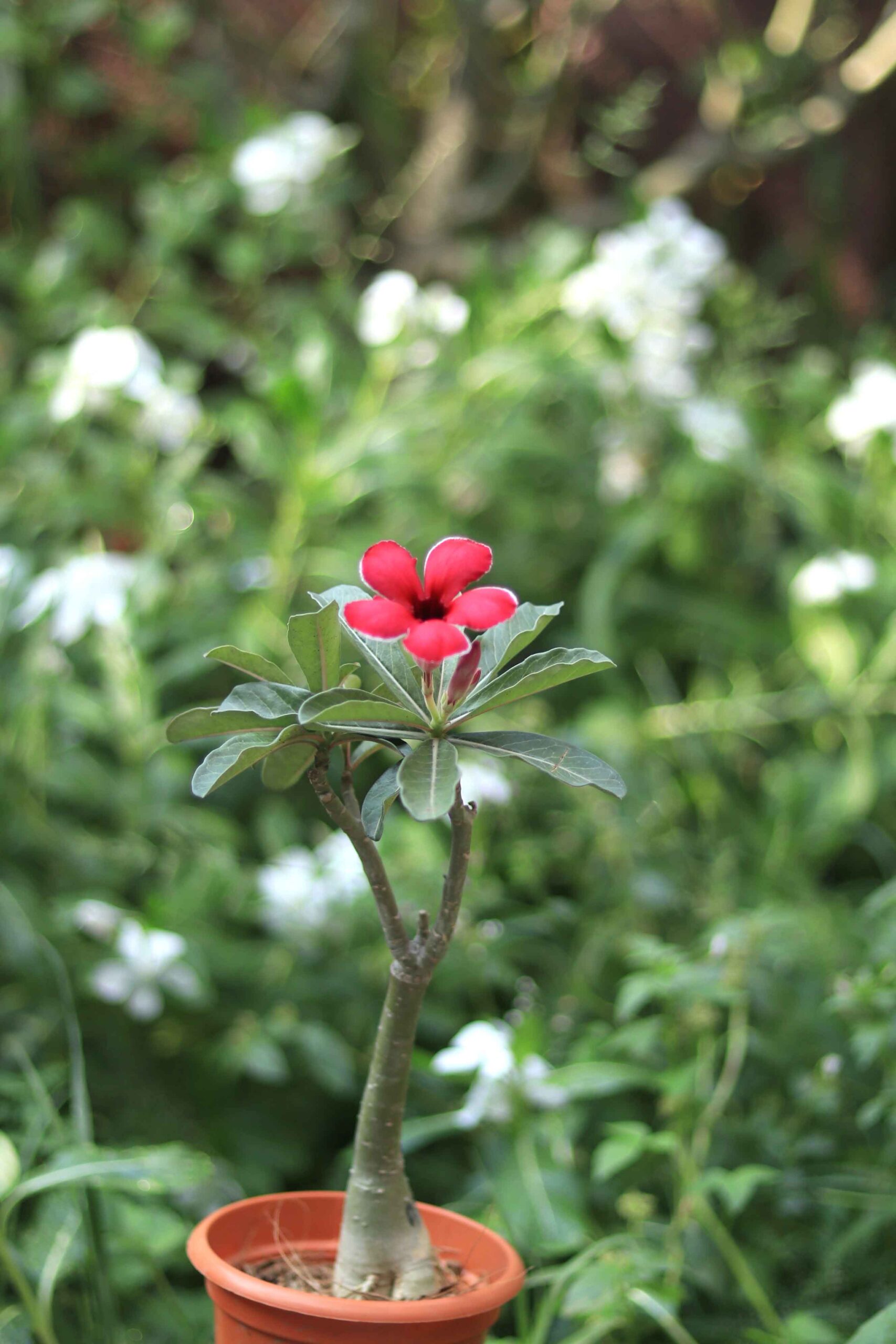 single petal red adenium flower plant with white border – id: akira 3 akira single petal red adenium flower plant