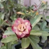Cream Yellow Pink Striped Double Petal Adenium Plant 1 image