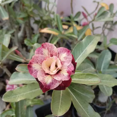cream yellow pink striped double bloom adenium obesum desert rose bonsai plant (510) 1 cream yellow pink striped double petal adenium plant 1 image