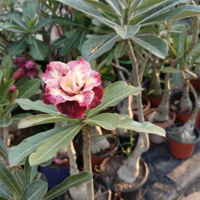 cream yellow pink striped double bloom adenium obesum desert rose bonsai plant (510) 2 cream yellow pink striped double petal adenium plant 2