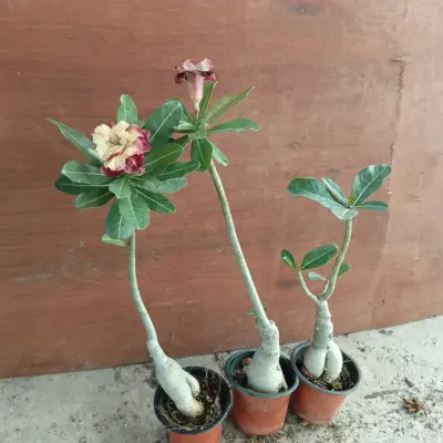 cream yellow pink striped double bloom adenium obesum desert rose bonsai plant (510) 3 cream yellow pink striped double petal adenium plant 3