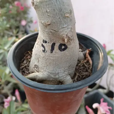 cream yellow pink striped double bloom adenium obesum desert rose bonsai plant (510) 4 cream yellow pink striped double petal adenium plant 4