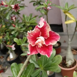 Creamy Pink Adenium with Crimson Heart image 1