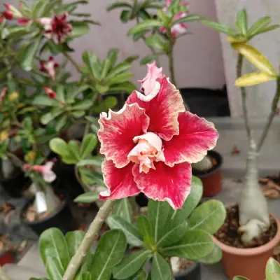 elegant double petal adenium with creamy pink blooms and crimson heart (516) 1 creamy pink adenium with crimson heart image 1