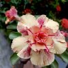 A close-up view of a Double Petal Adenium with Golden Apricot Blooms