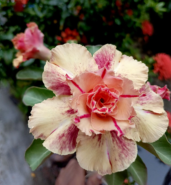 radiant double petal adenium with golden apricot blooms and scarlet core 1 a close-up view of a double petal adenium with golden apricot blooms