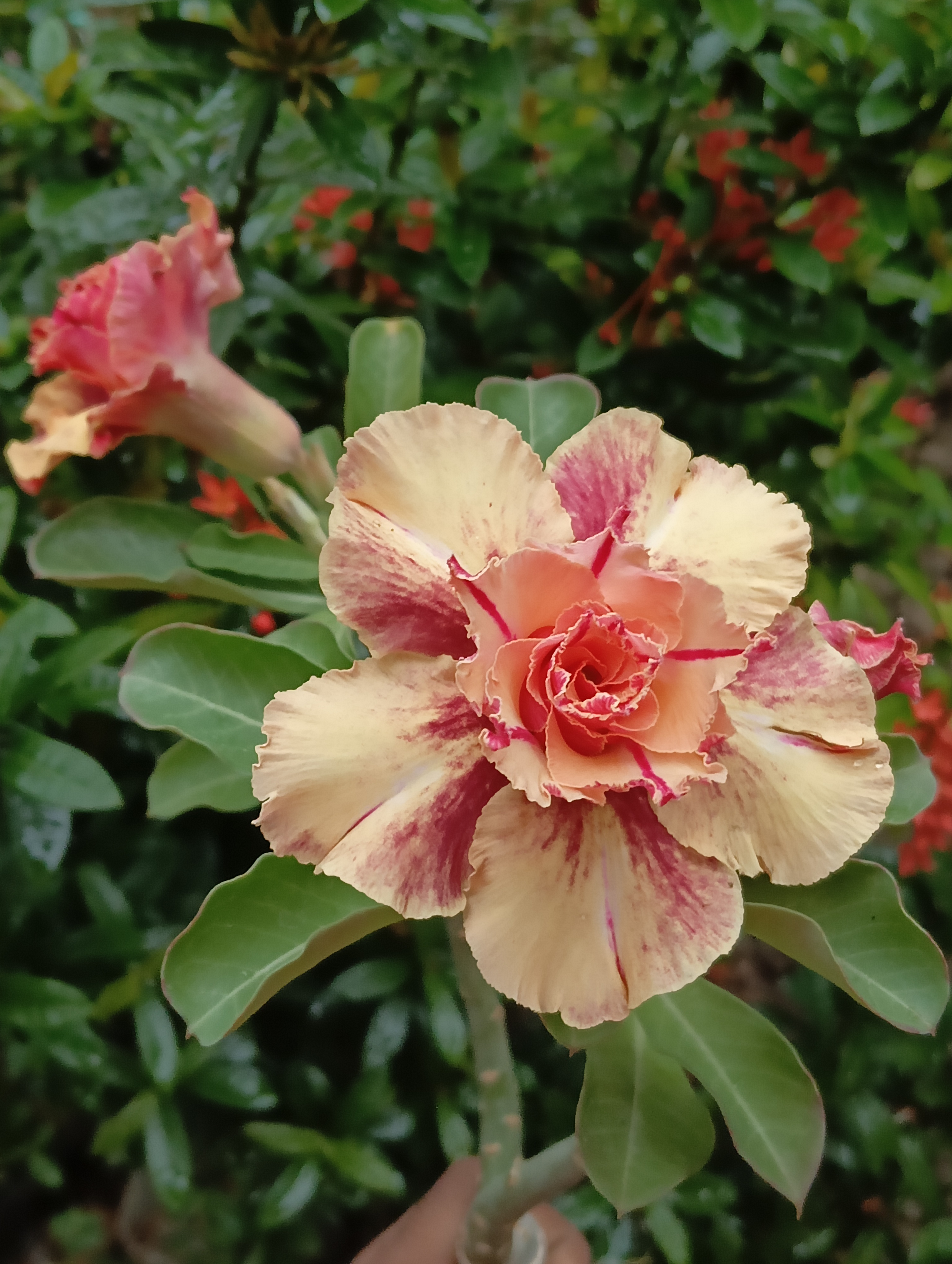 radiant double petal adenium with golden apricot blooms and scarlet core 2 double petal adenium with golden apricot blooms and dark red striations growing in a garden setting.