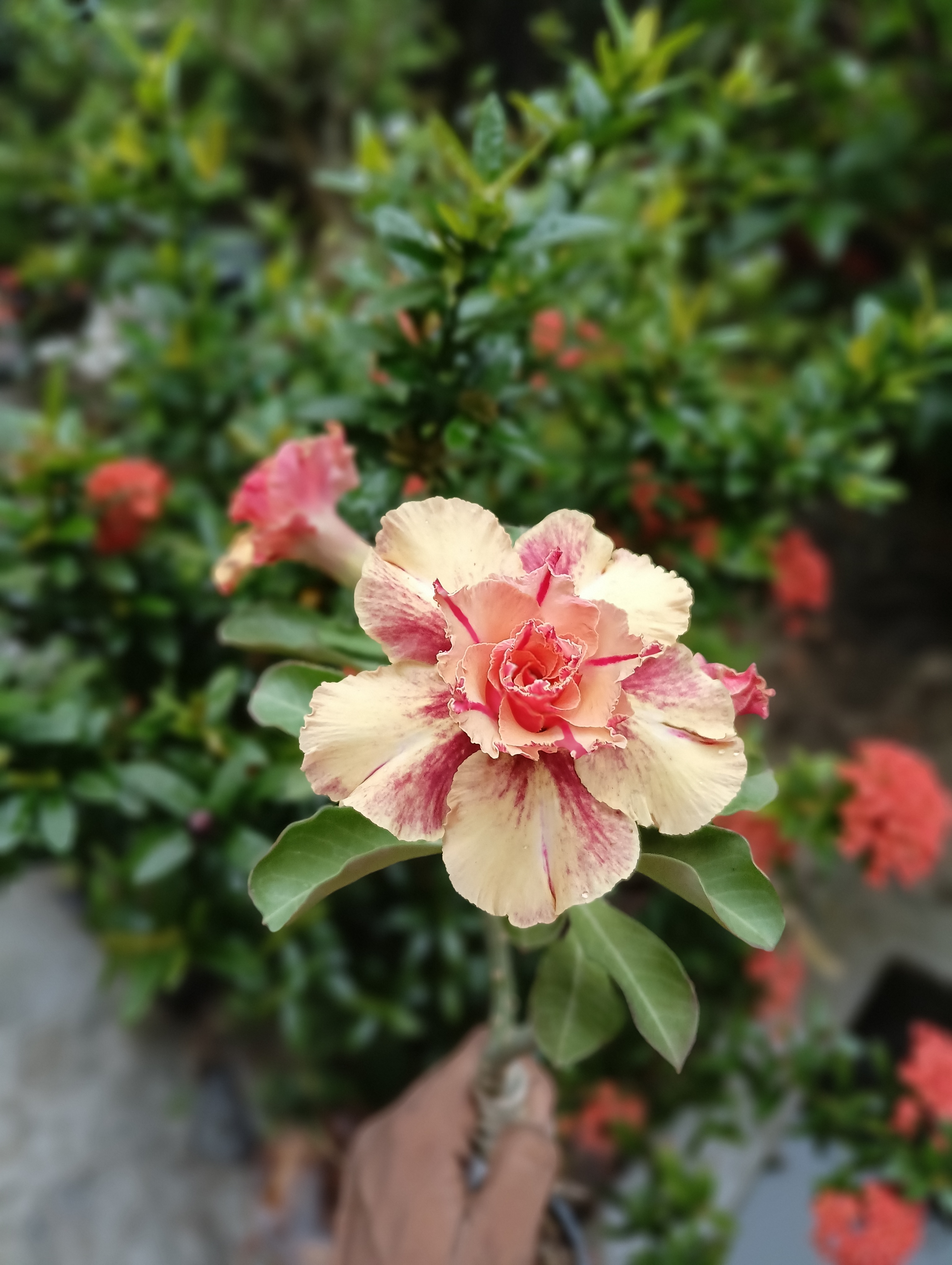 radiant double petal adenium with golden apricot blooms and scarlet core 3 a vibrant double petal adenium with golden apricot blooms and red-striped petals in a garden setting.