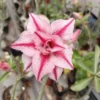 Light Pink Blooms with Deep Magenta-Red Veins 1