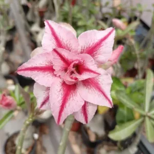 Light Pink Blooms with Deep Magenta-Red Veins 1