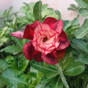 deep maroon pink shade adenium