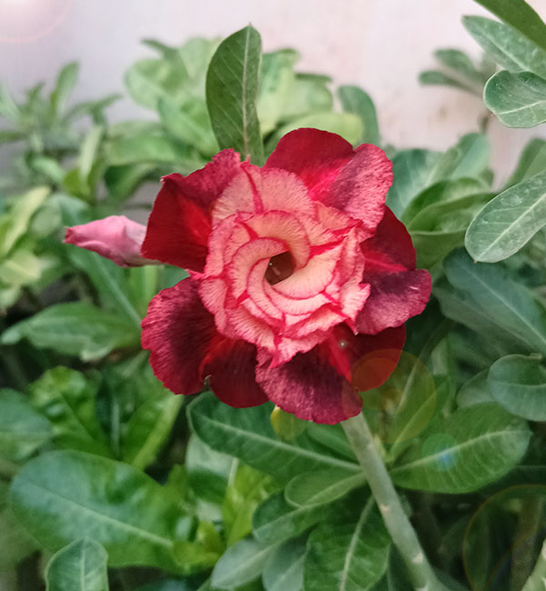 beautiful deep maroon and blush pink double petal adenium plant (511a) 1 deep maroon pink shade adenium