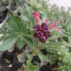 Regal Double Petal Adenium with Velvet Plum Petals image