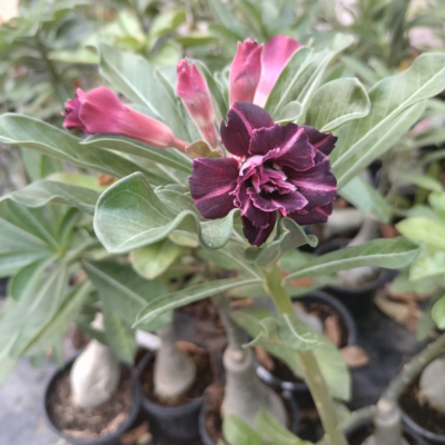 regal double petal adenium with velvet plum petals and rosy accents (523) 3 regal double petal adenium with velvet plum petals