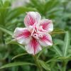 Close-up of a White and Pink Star Shaped adenium flower featuring double petals