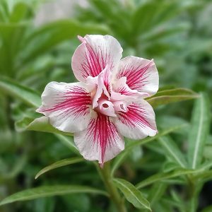 Close-up of a White and Pink Star Shaped adenium flower featuring double petals
