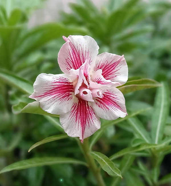 stunning double petal white and pink star-shaped adenium 1 close-up of a white and pink star shaped adenium flower featuring double petals